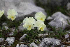 Viola oreades