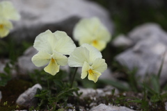 Viola oreades