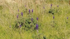 Lupinus pilosus