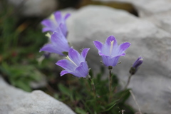 Campanula tridentata