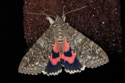 Red Underwing