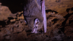Peropteryx
