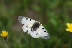 Parnassius nordmanni