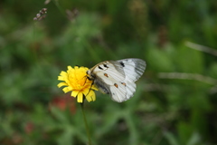 Parnassius nordmanni