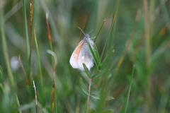 Coenonympha tullia