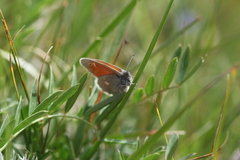 Coenonympha tullia