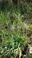 Scilla hyacinthoides
