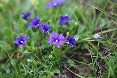 Gentiana dshimilensis