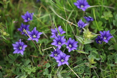 Gentiana dshimilensis