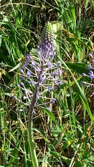 Scilla hyacinthoides