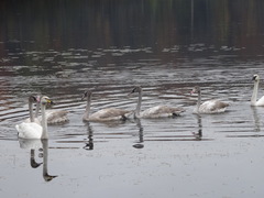 Cygnus buccinator × cygnus