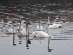 Cygnus buccinator × cygnus