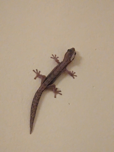 Reticulated Velvet Gecko