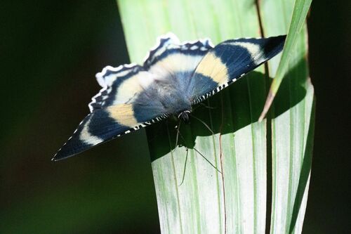 Photo of North Queensland Day Moth (Alcides metaurus)