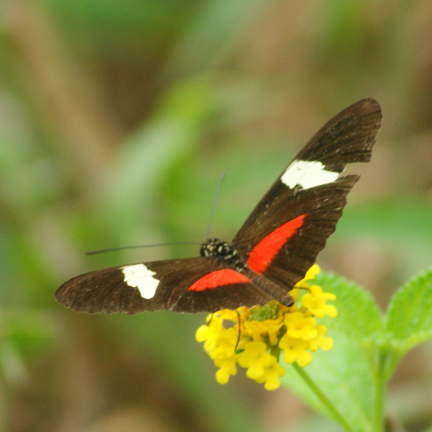 Heliconius image
