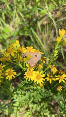 Pyronia tithonus