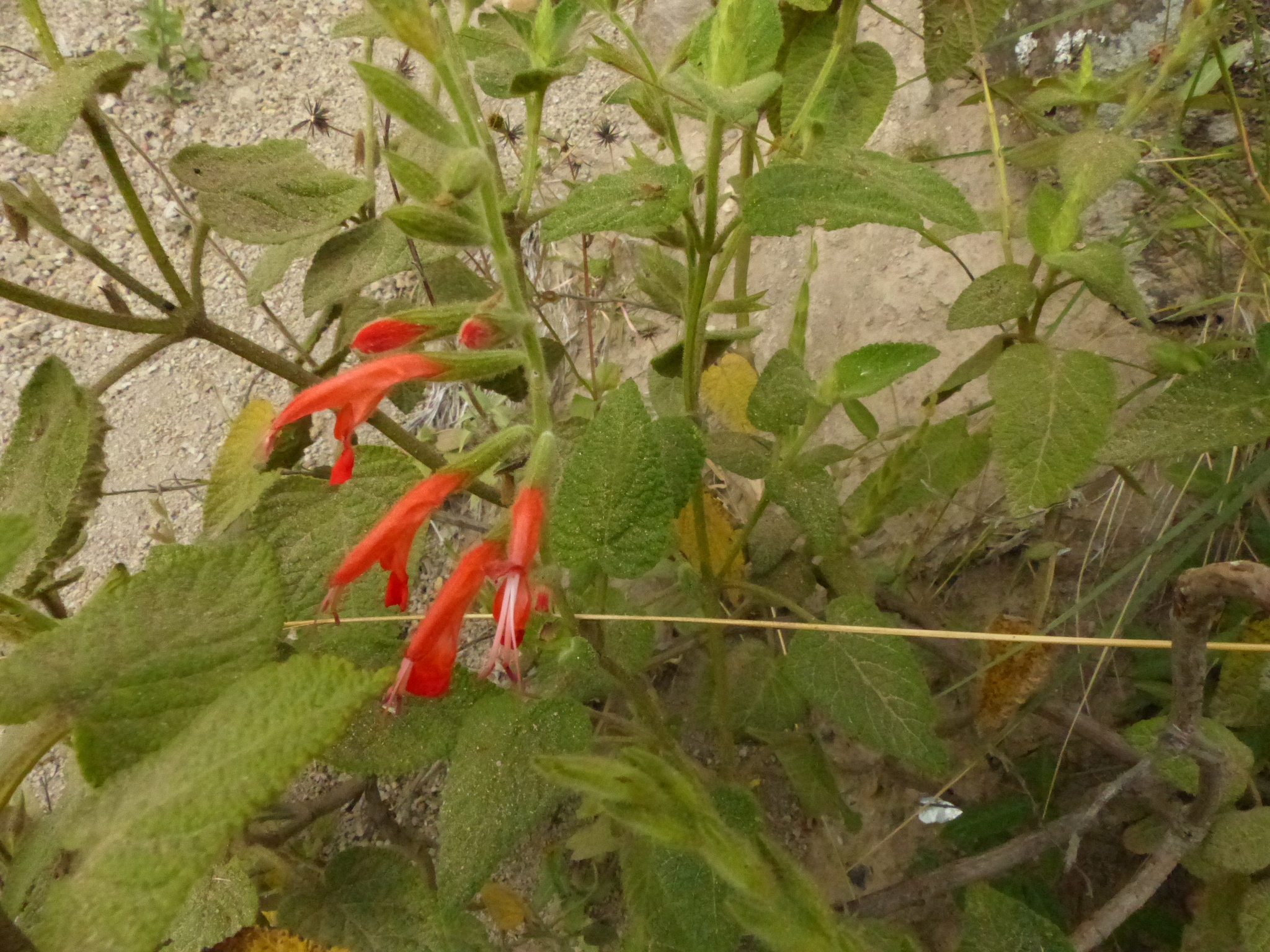 Salvia image