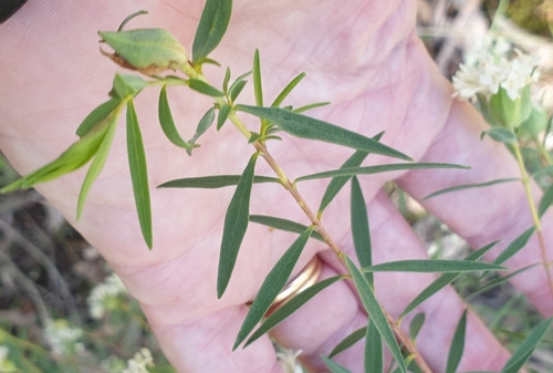Image of Pimelea stricta by (c) Rosalie Lawrence, some rights reserved (CC BY)