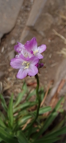 Armeria image