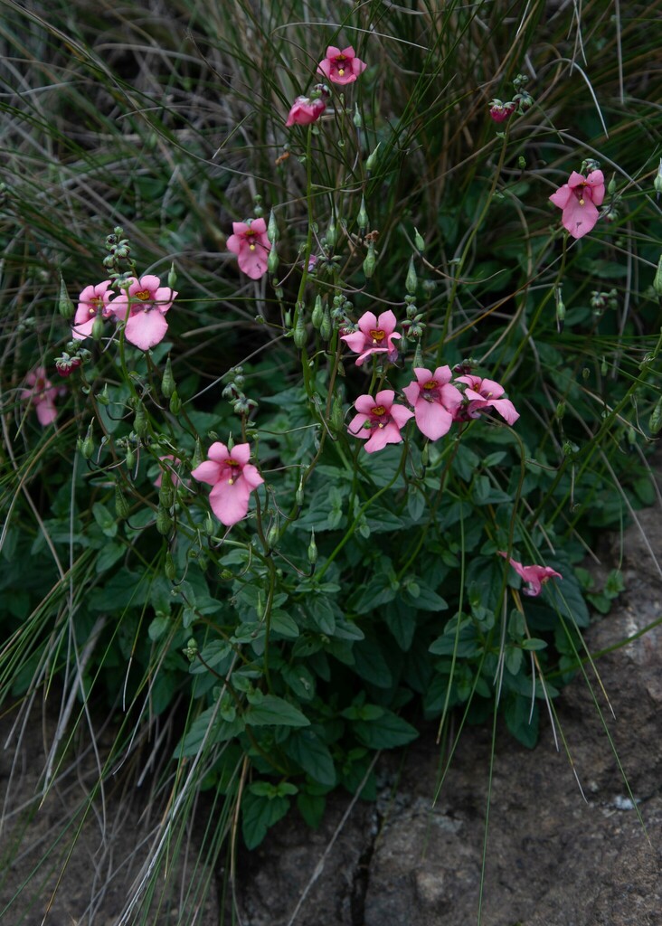 Diascia tugelensis