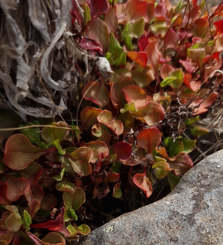 Rumex bucephalophorus image