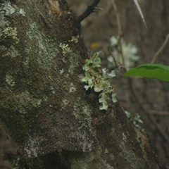 Hamadryas amphichloe