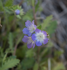 Phacelia patuliflora
