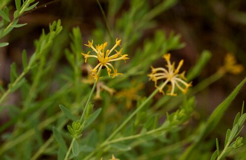 Gnidia involucrata image