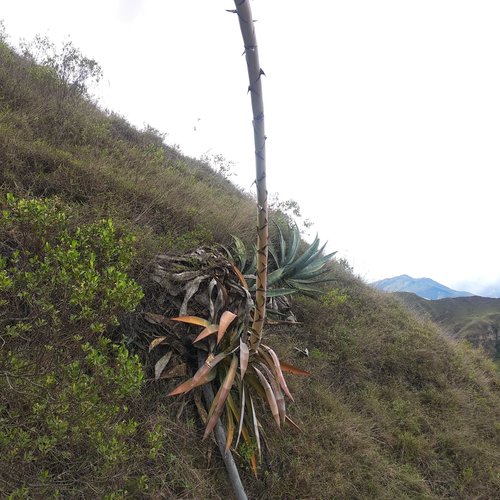 Agave americana image