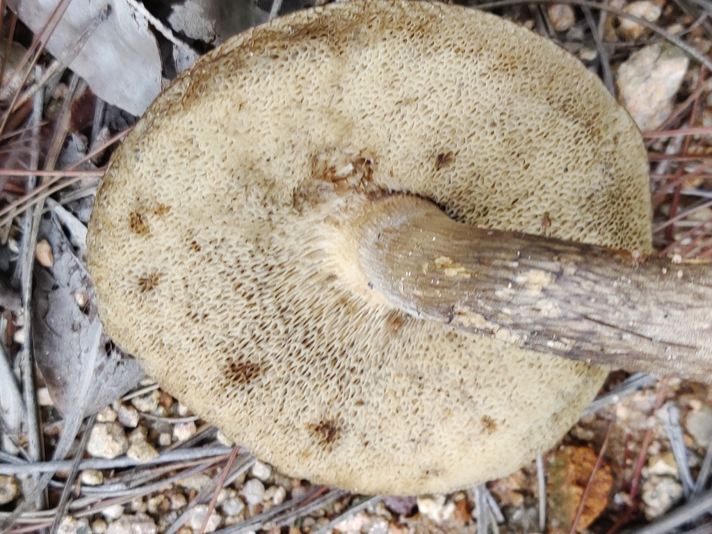 Retiboletus pseudogriseus