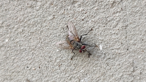 Stomina tachinoides