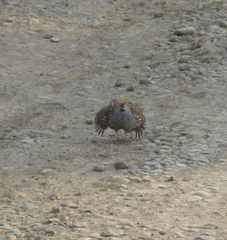 Callipepla douglasii