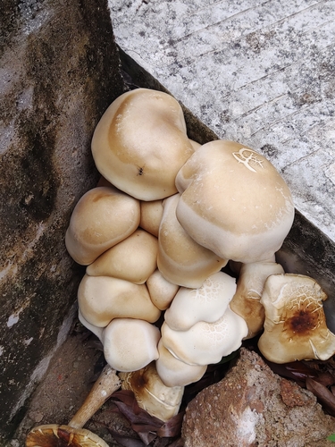 Macrocybe crassa