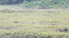 Egretta novaehollandiae novaehollandiae