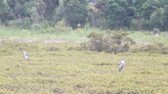 Egretta novaehollandiae novaehollandiae