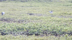 Egretta novaehollandiae novaehollandiae
