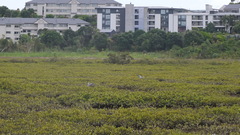 Egretta novaehollandiae novaehollandiae