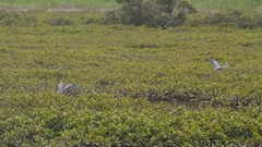 Egretta novaehollandiae novaehollandiae