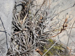 Tillandsia albida, photograph (c) Alexis López Hernández, some rights reserved (CC BY)