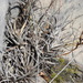Tillandsia albida - Photo (c) Alexis López Hernández, some rights reserved (CC BY), uploaded by Alexis López Hernández