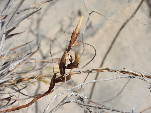 Tillandsia albida, photograph 6