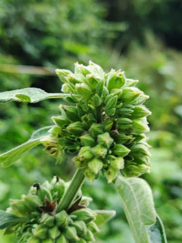 Anisomeles indica iNat (1)