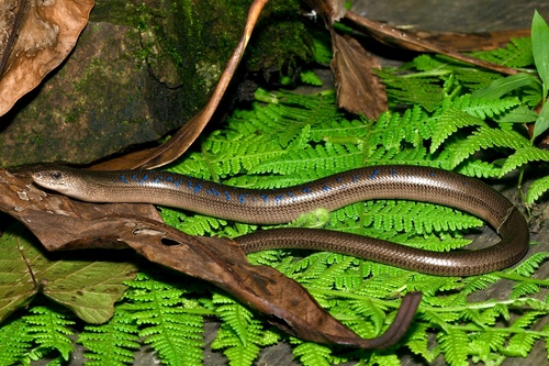 Eastern Slowworm, photo 6 of 10