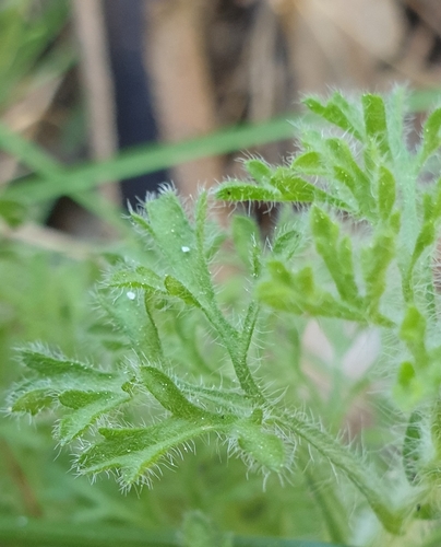 Dissected New Holland Daisy (Vittadinia dissecta)