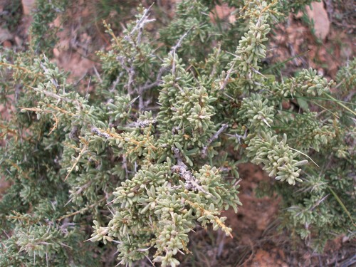 Lycium intricatum subsp. pujosii image