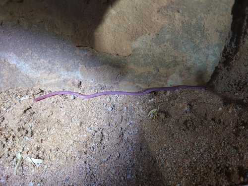 Myriopholis parkeri