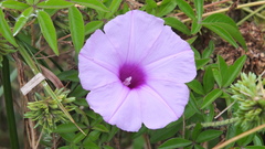 Ipomoea cairica