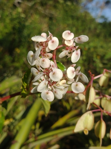 Begonia saxicola
