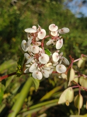 Begonia saxicola