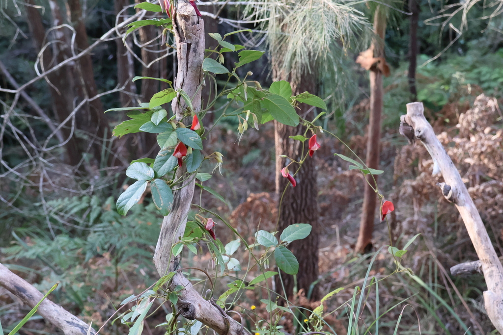 Dusky Coral Pea From Menai Sydney Nsw Australia On August At